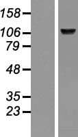 BMP1 Protein (Over-Expression Lysate Myc-DDK (Flag))