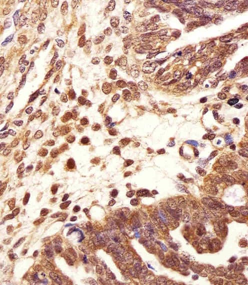 PSMB2 Antibody (aa133-163)