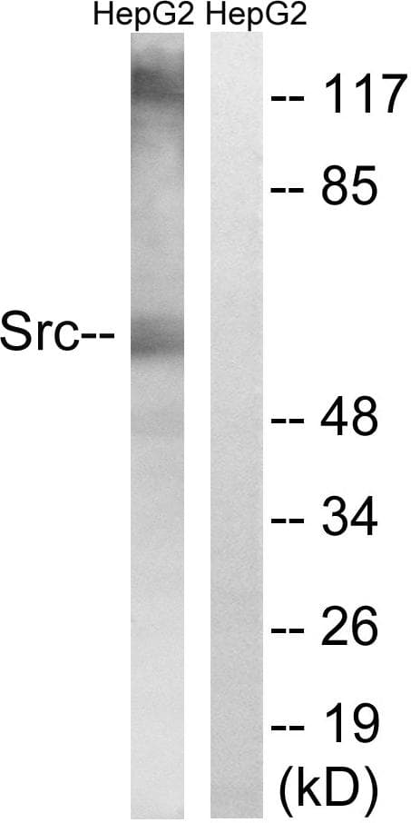 SRC Antibody (p216)