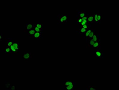 HIST1H1E Antibody
