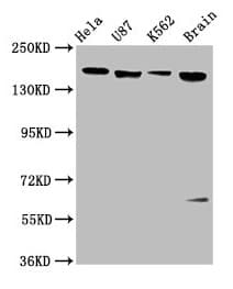 CD118 / LIF Receptor Alpha Antibody