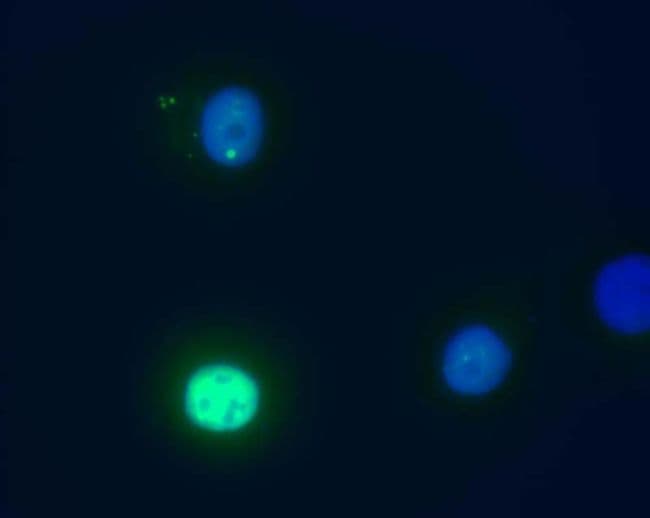 DAXX Antibody (clone DAXX-01)