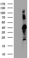 RNF113B Antibody (clone OTI2C10, Carrier-free)