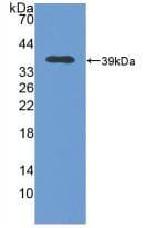 Metallothionein 2 Antibody (aa2-61)