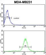 TSHB / TSH-Beta Antibody (aa58-86)