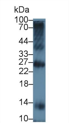 TREM1 Antibody (aa22-232, Biotin)