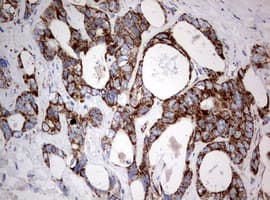 NDUFS2 Antibody (aa205-463, clone OTI1D5, Carrier-free)