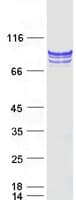 Human TGM1 / Transglutaminase Protein (Recombinant Myc-DDK (Flag))
