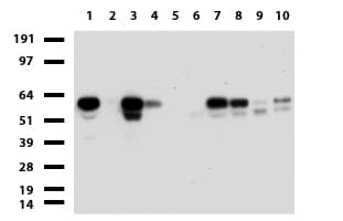 ZSCAN18 / ZNF447 Antibody (clone UMAB114, Carrier-free)