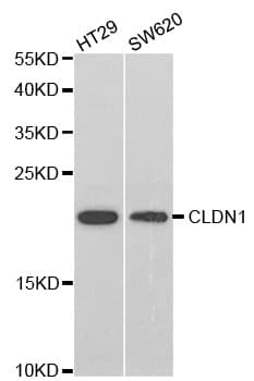 CLDN1 / Claudin 1 Antibody