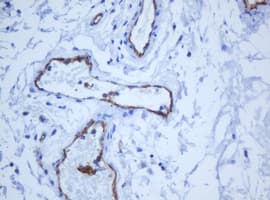 PECAM-1 / CD31 Antibody (clone OTI1F9)