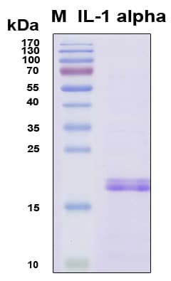 Human IL1A / IL-1 Alpha Protein (Recombinant 6His, N-terminus)