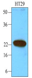 Monoclonal Mouse anti-Human CIB1 / KIP Antibody (clone 1D1, aa1-191, WB)