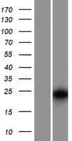 APOBEC3H Protein (Over-Expression Lysate Myc-DDK (Flag))