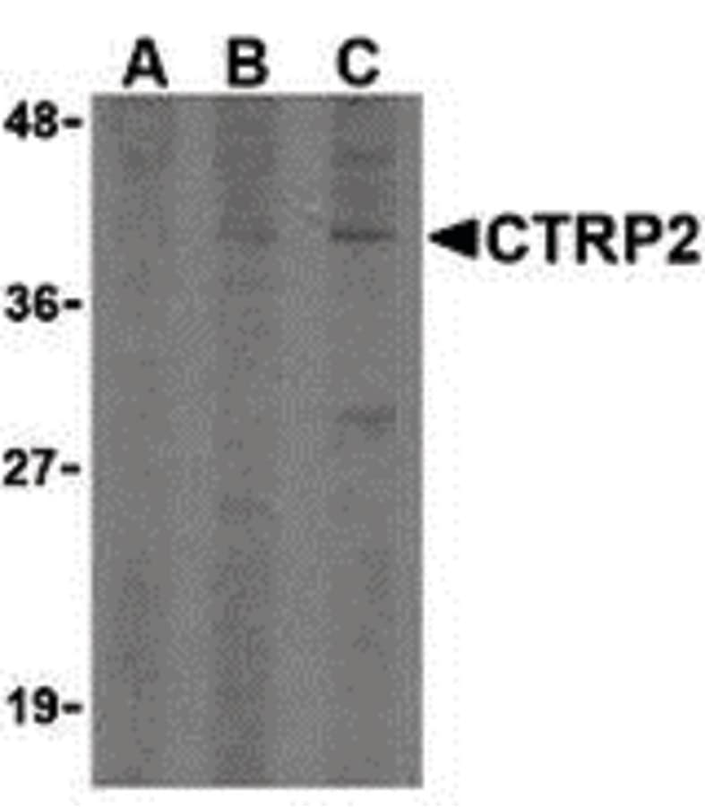 IHC-plus™ C1QTNF2 / CTRP2 Antibody