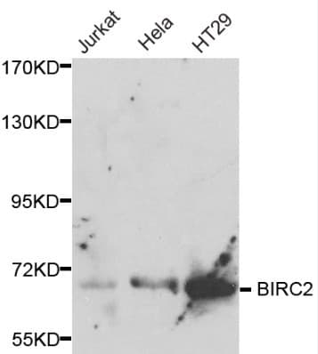 BIRC2 / cIAP1 Antibody