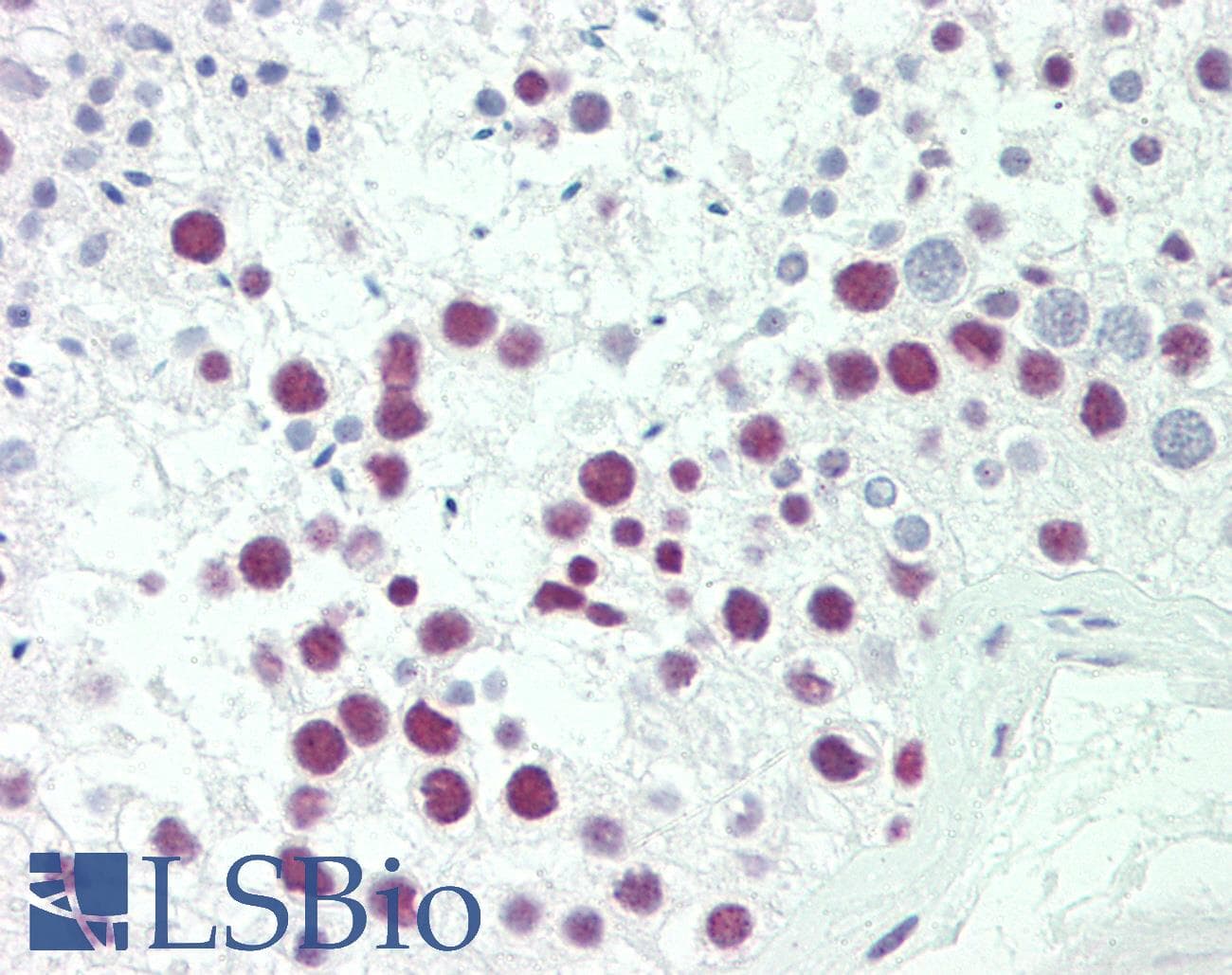 IHC-plus™ SRP54 Antibody (aa346-374)