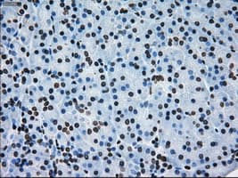 ERCC1 Antibody (clone OTI1A3)