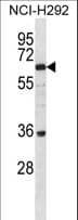 BTBD16 Antibody (aa29-57)