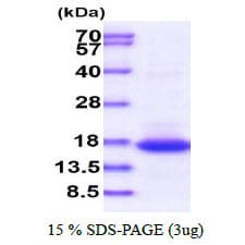Human CR6 / GADD45G Protein (Recombinant)