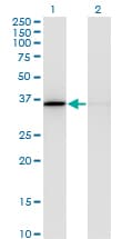 IHC-plus™ Monoclonal Mouse anti-Human MDH1 Antibody (clone 1D2, IHC, WB)