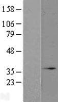 MRO Protein (Over-Expression Lysate Myc-DDK (Flag))