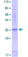 Human DEFB110 Protein (Recombinant GST)