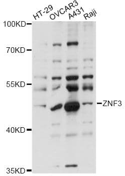 ZNF3 Antibody