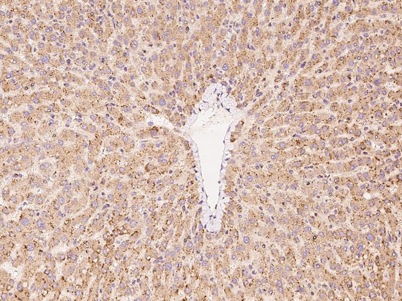Polyclonal Rabbit anti-Human PCYOX1L Antibody (IHC)