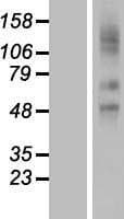 SLCO2A1 / PGT Protein (Over-Expression Lysate Myc-DDK (Flag))