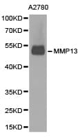 MMP13 Antibody