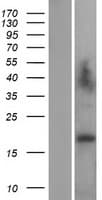 Human LAGE3 Protein (Over-Expression Lysate Myc-DDK (Flag))