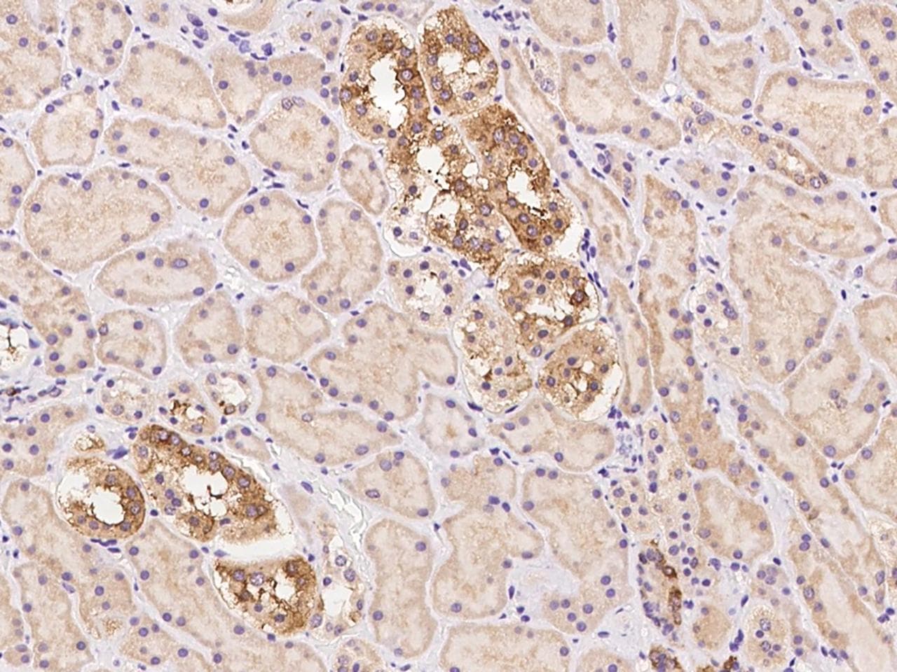 FAM63B Antibody