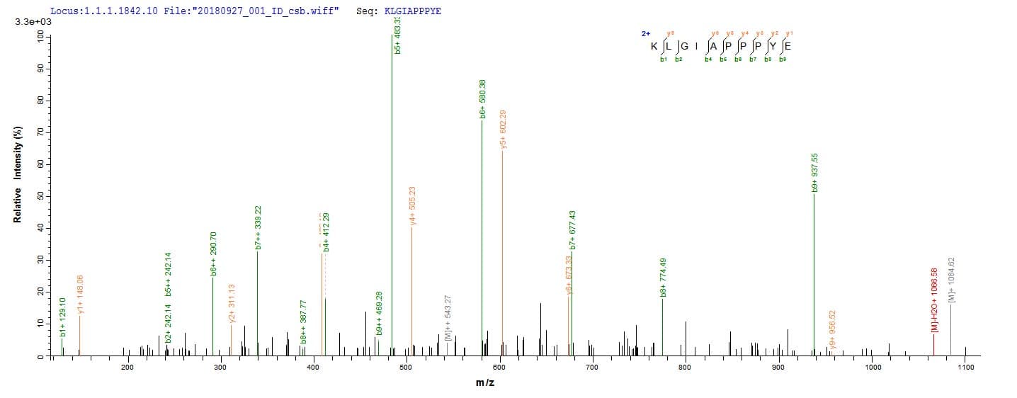 Vesicular Stomatitis Virus SARS-CoV Matrix Protein (Recombinant 10His, N-terminus + Myc, C-terminus)