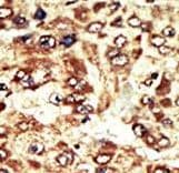 WEE1 Antibody (aa604-634)