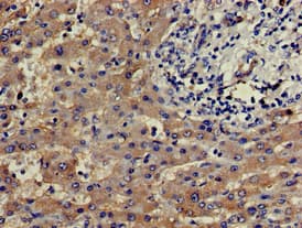 SLU7 / 9G8 Antibody