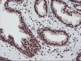 FMR1 / FMRP Antibody (aa36-279, clone OTI5B9)