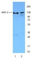 IHC-plus™ WDHD1 Antibody (C-Terminus, clone 20G10)