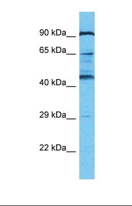 KRBA2 Antibody (aa123-172)
