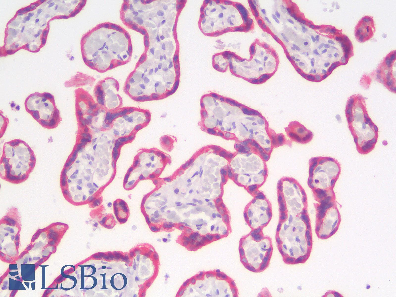 PathPlus™ KRT8 / CK8 / Cytokeratin 8 Antibody