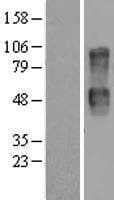 CD164 Protein (Over-Expression Lysate Myc-DDK (Flag))