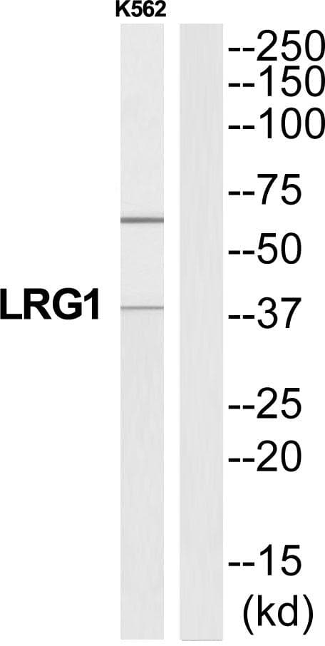LRG1 / LRG Antibody
