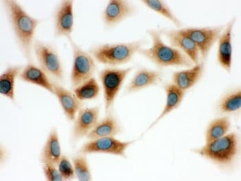 COMT Antibody