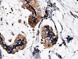 ILVBL Antibody (clone OTI8A12)