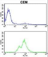 IHC-plus™ PRKCA / PKC-Alpha Antibody (aa75-103)
