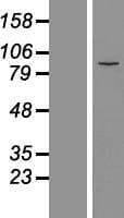 MDM1 Protein (Over-Expression Lysate Myc-DDK (Flag))