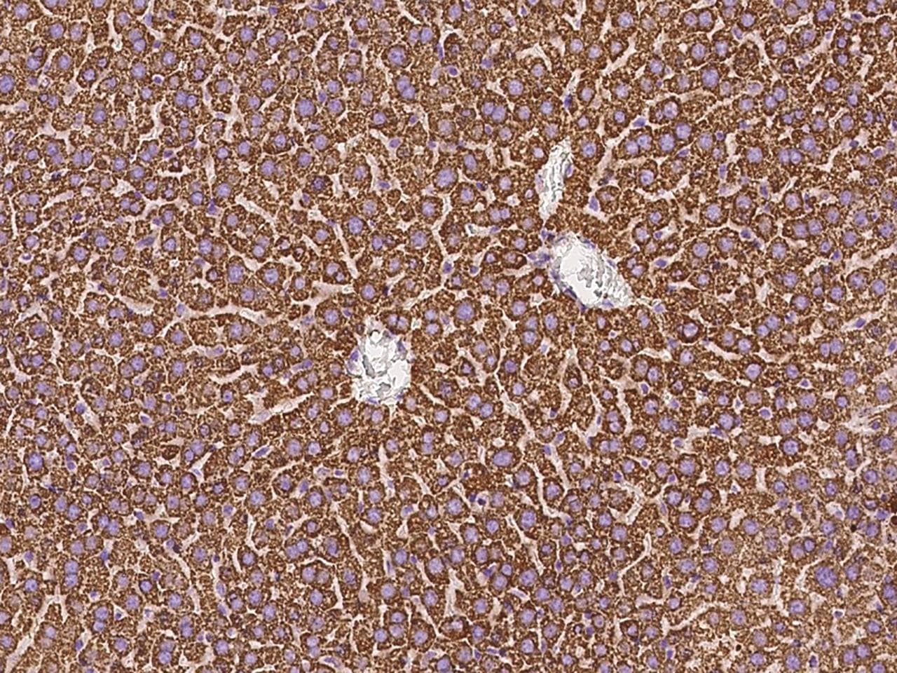 HSPD1 / HSP60 Antibody (Preservative Free)