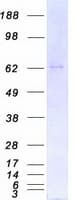 Human PRKCI / PKC Iota Protein (Recombinant Myc-DDK (Flag))