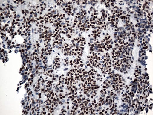 GTF3C4 Antibody (aa583-822, clone OTI4A1, Carrier-free)