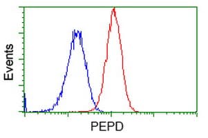 PEPD / PROLIDASE Antibody (clone OTI5D5)